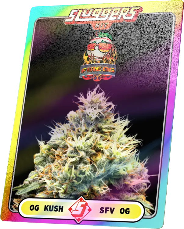 Fire OG Strain Effects Explained: High, Flavor, and More