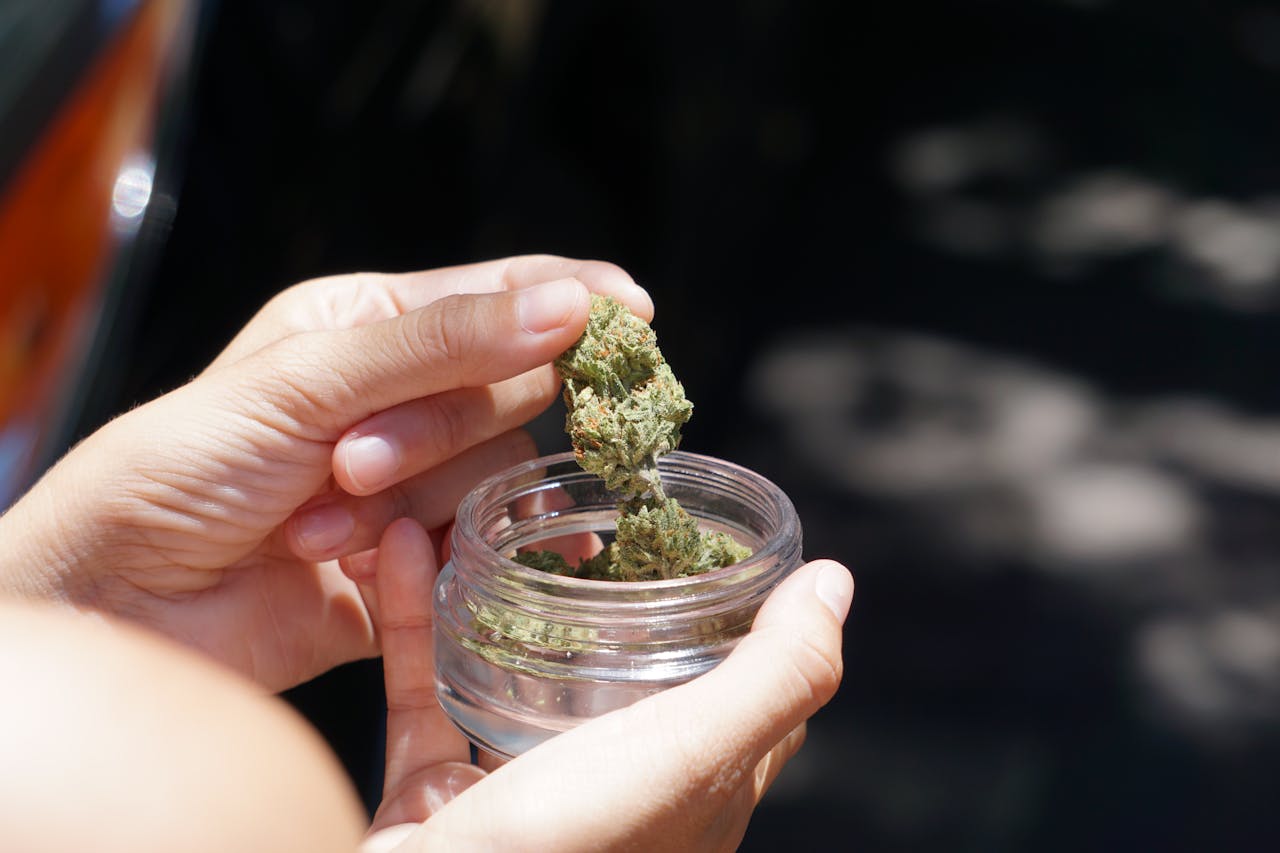Discover the Strongest Sativa Strains: Guide to High-Energy Cannabis