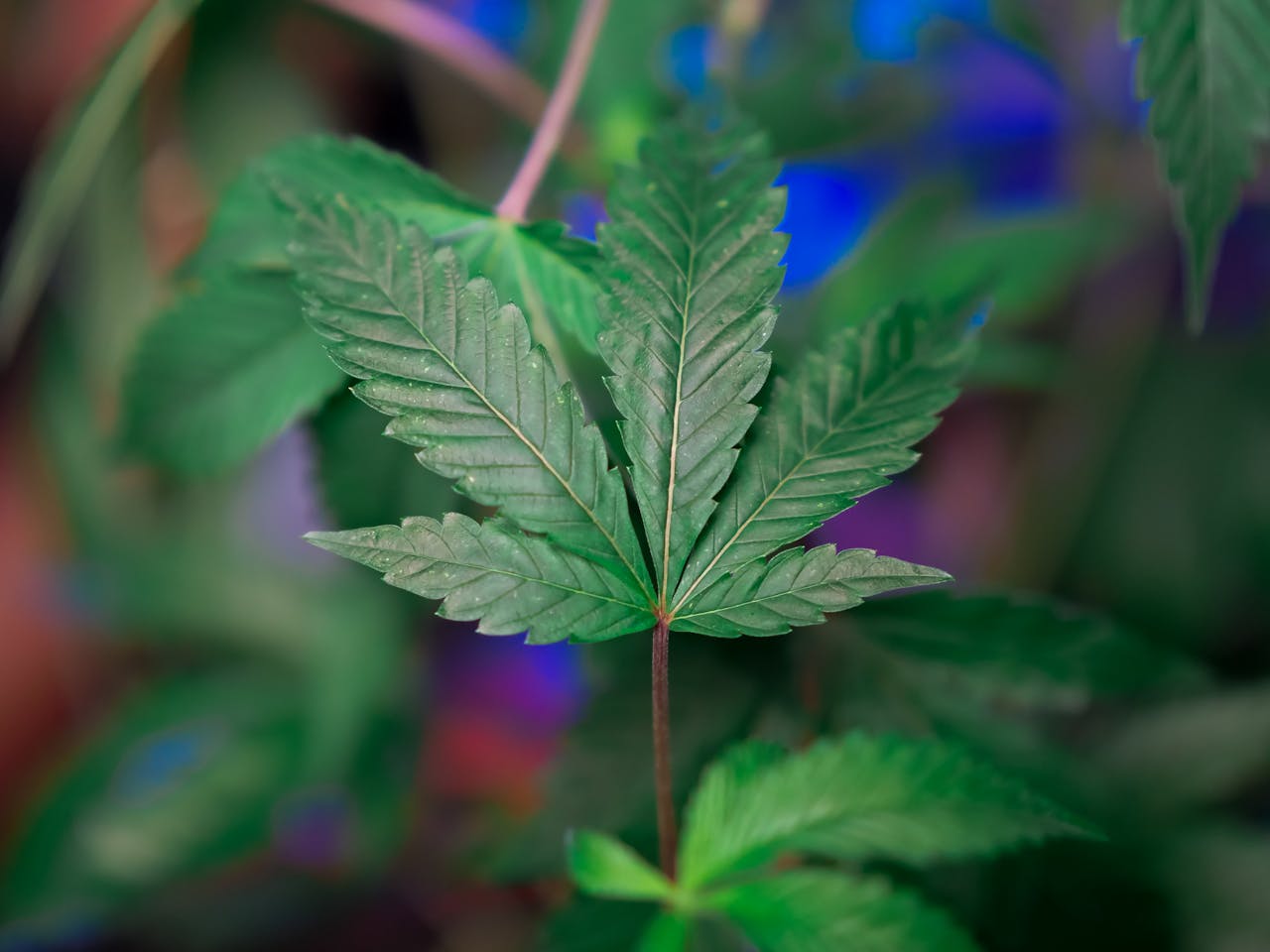 Hybrid Strain Effects: What to Expect & How They Compare