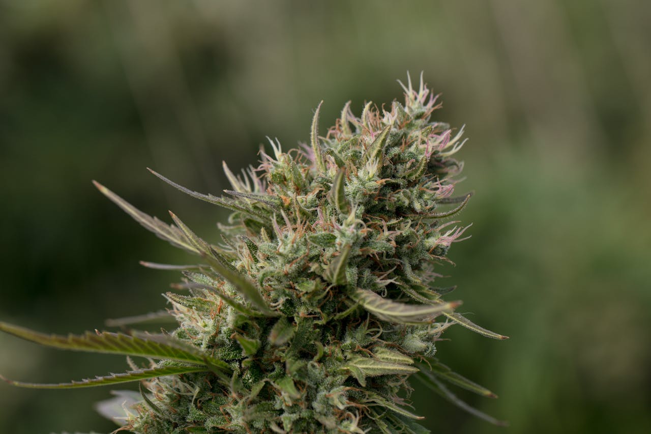 THC vs. Terpenes: Understanding Their Impact on Cannabis Effects
