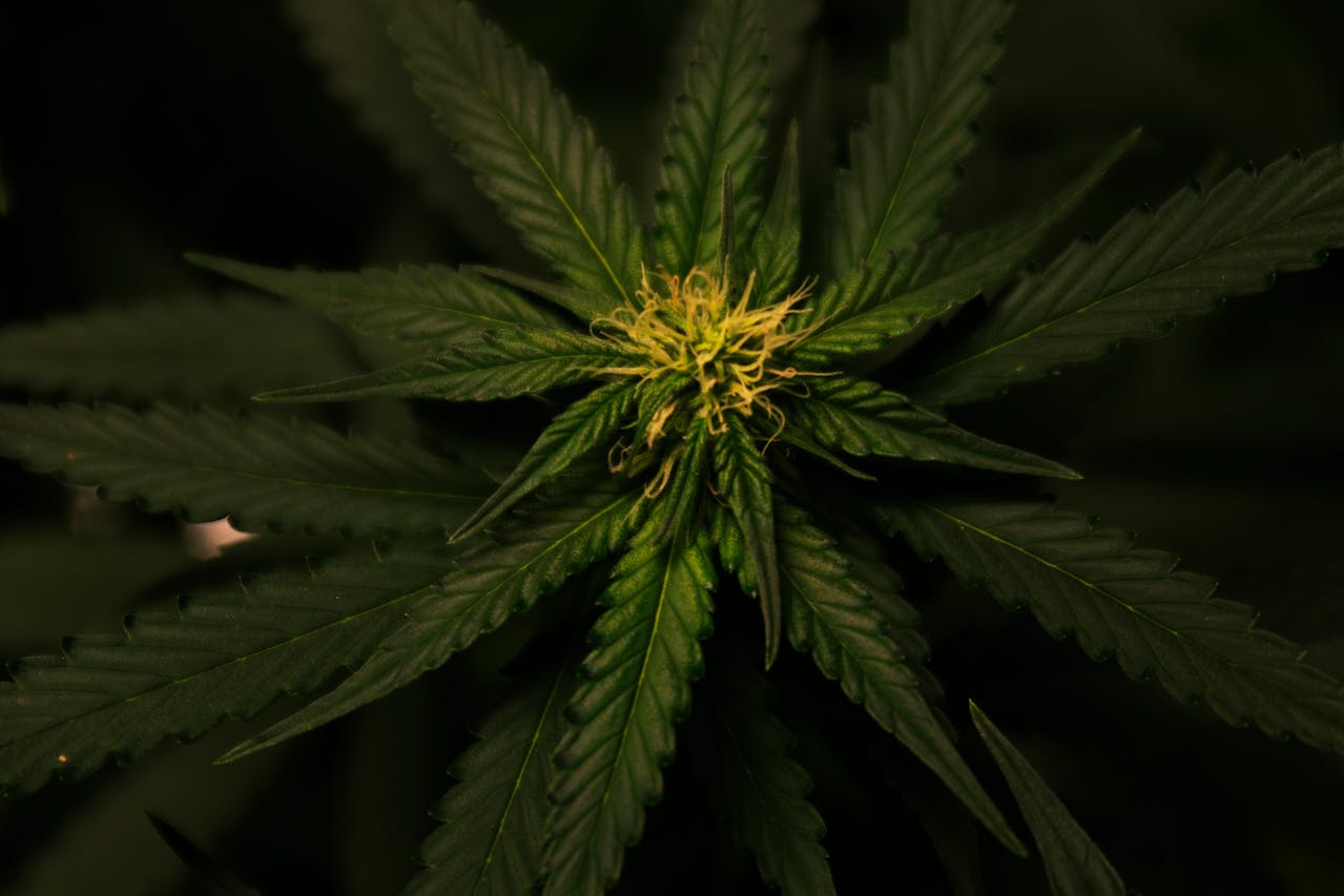 How to Use a THC Vape Pen – The Complete Guide
