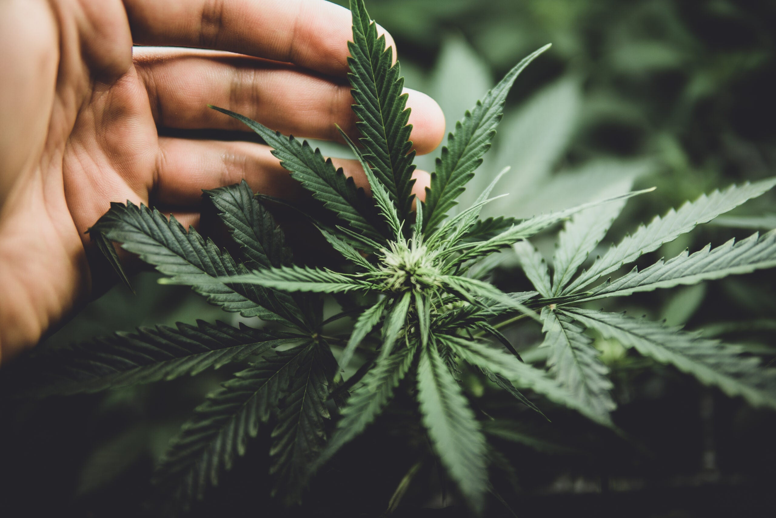 THC vs Terpenes: Key Differences and Their Effects Explained