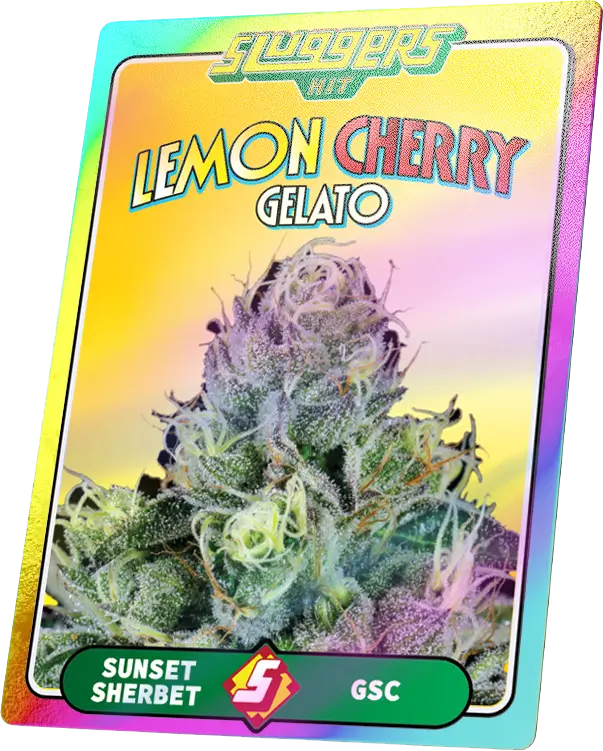 Lemon Cherry Gelato Strain Effects: What to Expect