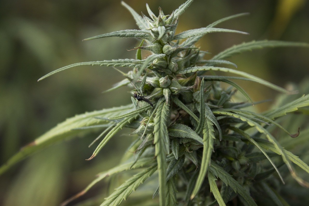 THCA vs. Delta 8: Understanding the Key Differences and Effects