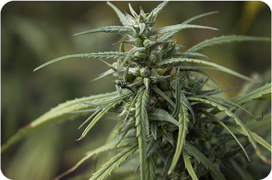 THCA vs. Delta 8: Understanding the Key Differences and Effects