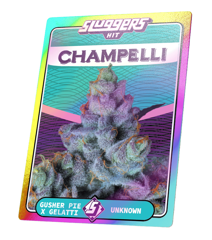 Champelli Cassis