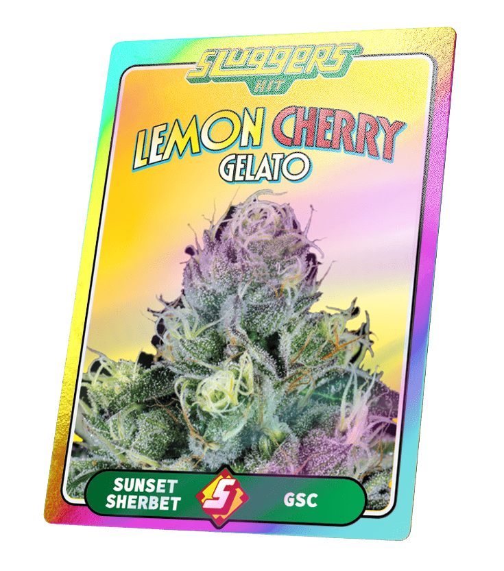 Lemon Cherry Gelato