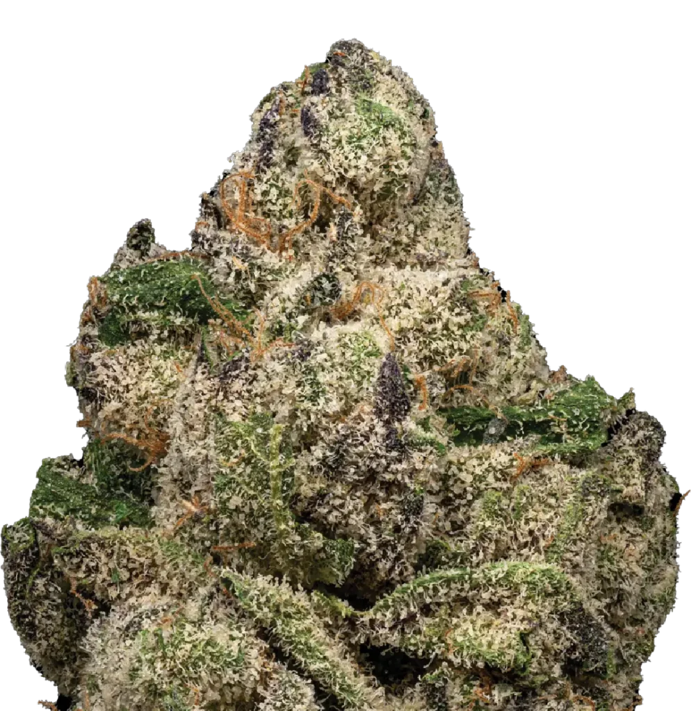 White Cherry Gelato Flower