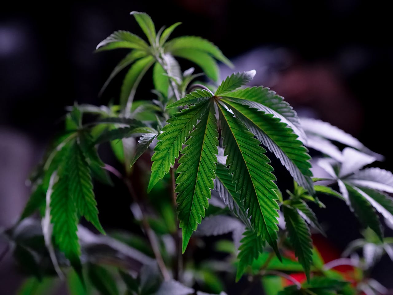 TAC vs THC: What’s the Difference and Why It Matters