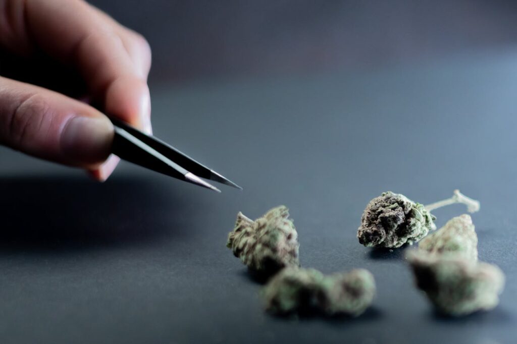 THCP Effects vs THC
